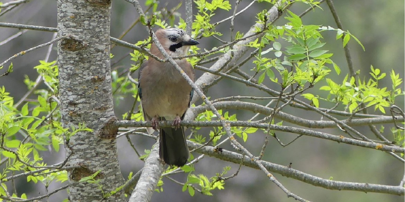 Geai des chênes  dans un arbre